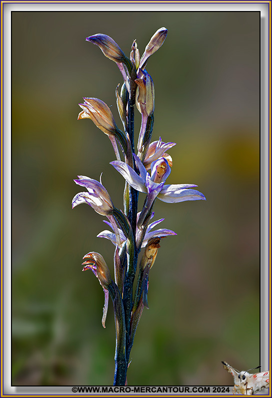 Limodore à feuilles avortées